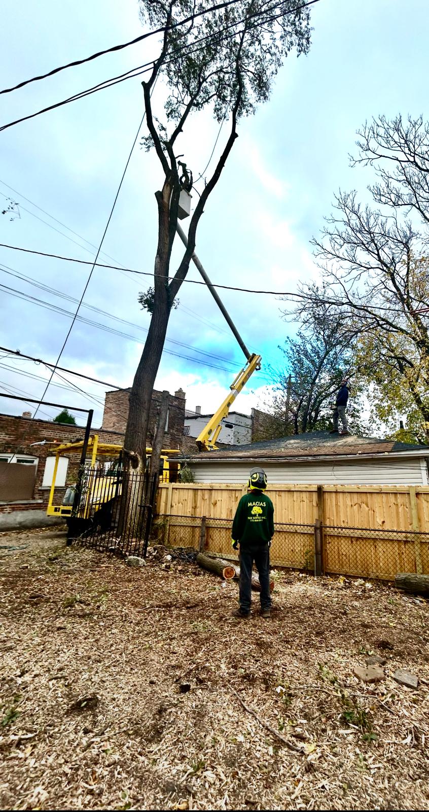 Worker trimming branches on a tall tree using a bucket lift